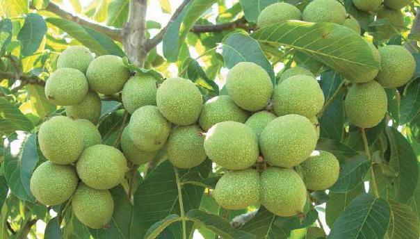 Chandler Ceviz Fidanı Özellikleri Nelerdir ?