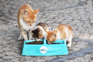 YAZ SICAKLARINDA SOKAK HAYVANLARINA DESTEK