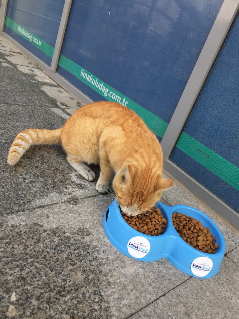 LİMAK ENERJİ ULUDAĞ ELEKTRİK, KIŞ SOĞUKLARINDA SOKAK HAYVANLARINI UNUTMADI