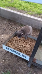ÜNİVERSİTE ÖĞRENCİLERİ ve BANDIRMA BELEDİYESİ SOKAK CANLARI İÇİN BULUŞTU