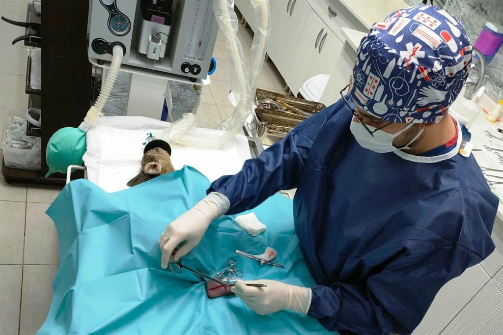 Yaralı karaca sağlığına kavuştu