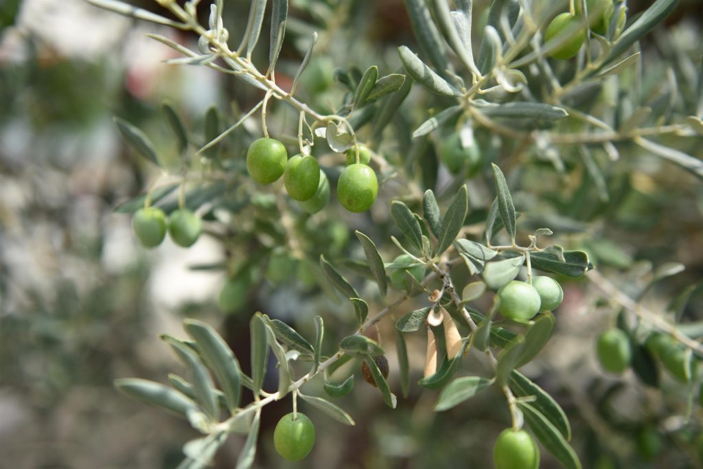 HASAT ZAMANINDA ZEYTİN ÜRETİCİLERİNE DESTEK BÜYÜKŞEHİR’DEN