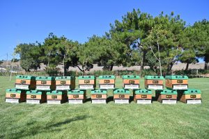 20 bin kraliçe evlerine uçtu