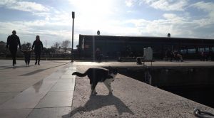 Olta iğnesi yutan kedi doğal ortamına salındı