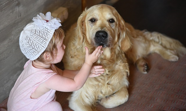Ücretsiz Köpek Sahiplendirme Sevgi Dolu Yuvalar Bulma Yolculuğu