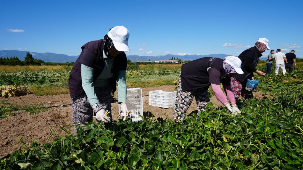 Balıkesir Büyükşehir Belediyesi, tarımı yerel tohumlarla gelecek nesillere aktarıyor