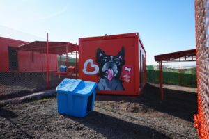 Türkiye’de ilk defa özel gereksinimli can dostlara sıcak yuva Balıkesir’de