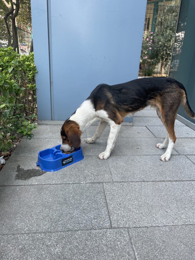 “Sevgimiz, Enerjimiz Sizinle” Projesi Sokak Hayvanlarına Umut Olmaya Devam Ediyor
