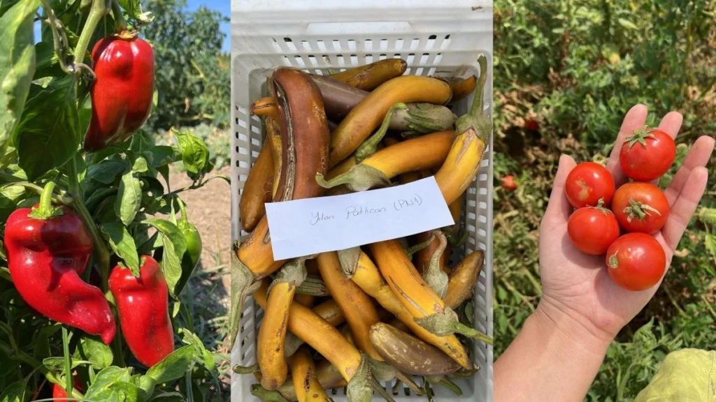 Balıkesir Büyükşehir Belediyesi, Ata Tohumları ile envanterini güçlendiriyor